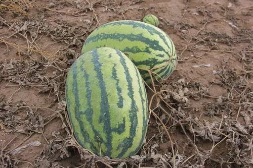 吃瓜小伟,揭秘娱乐圈那些不为人知的幕后故事