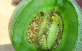 孕妇吃荷兰瓜好吃不,荷兰瓜的美味与营养