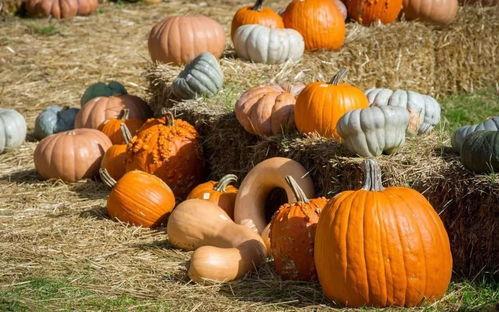 河北保定满城吃瓜,夏日炎炎，瓜香四溢的消暑盛宴