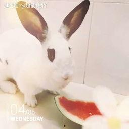 兔子可以吃羊角瓜么,营养与安全的探讨