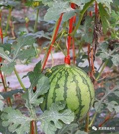 福利黑科技吃瓜