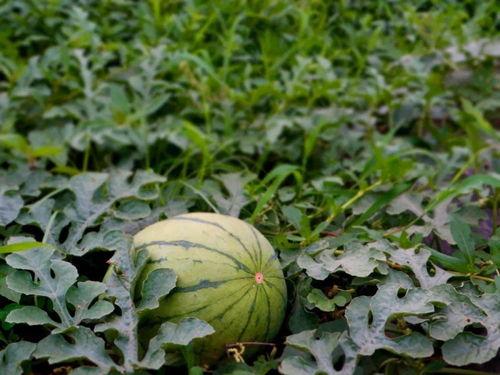 满地吃瓜到现在,网络热词的演变与影响力